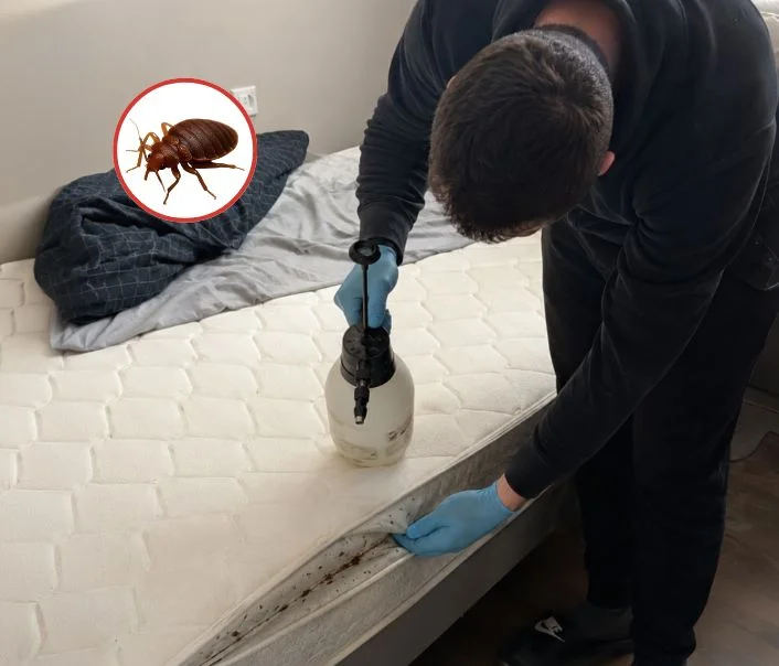Technicien traitant un matelas contre les punaises de lit à Vigneux-sur-Seine